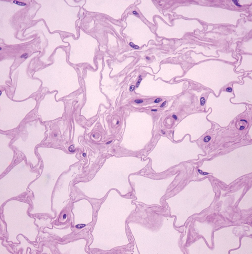 Mammal Adipose Tissue Slide